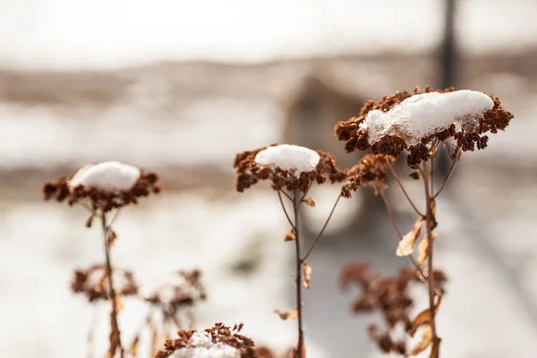 雪で雑草の花を凍結 — ストック写真