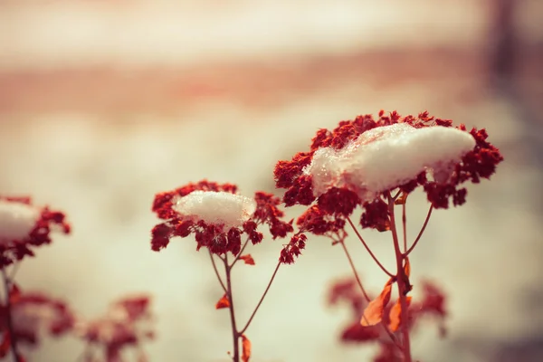 Fryst ogräs blommor med snö — Stockfoto