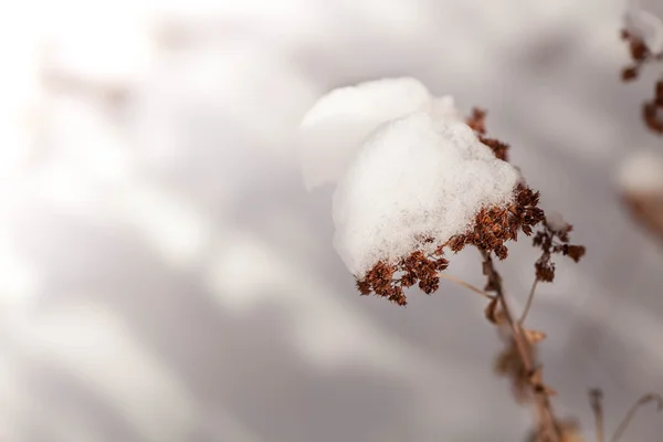 雪で雑草の花を凍結 — ストック写真