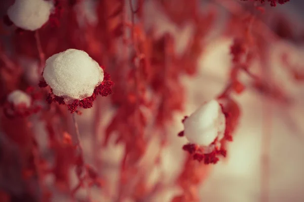Gefrorene Unkrautblüten mit Schnee — Stockfoto
