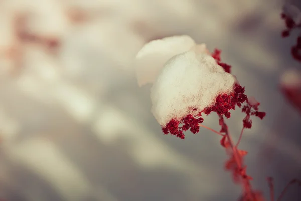 Заморожені бур'яни зі снігом — стокове фото