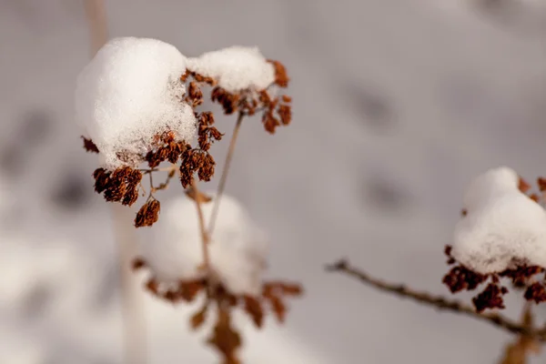 雪で雑草の花を凍結 — ストック写真