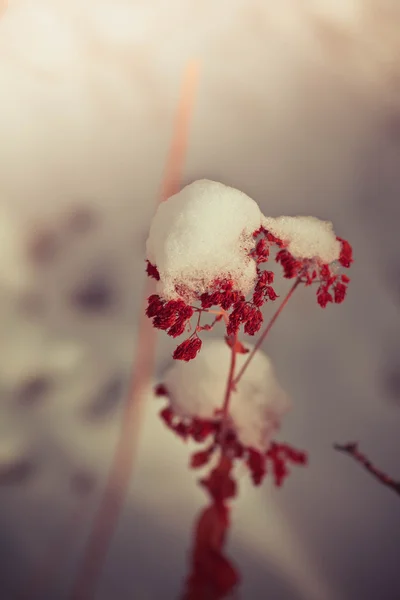 Fleurs de mauvaises herbes congelées avec neige — Photo