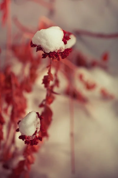 Fryst ogräs blommor med snö — Stockfoto