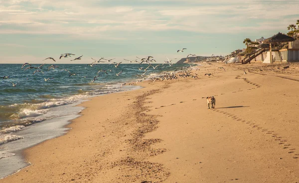Oceano com praia arenosa — Fotografia de Stock