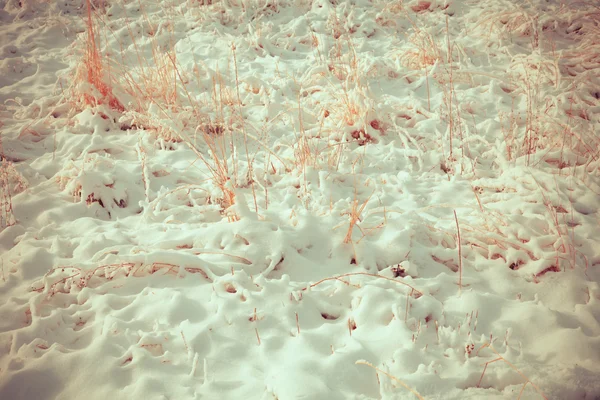 Hierba seca cubierta de nieve —  Fotos de Stock