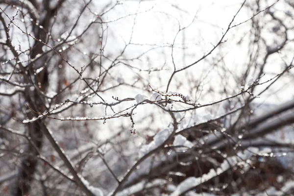 Snow on tree branches — Stock Photo, Image