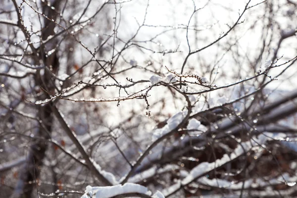 Сніг на гілках дерев — стокове фото