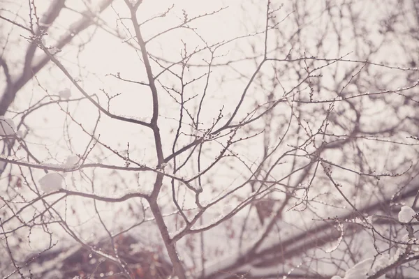 Neige sur les branches des arbres — Photo