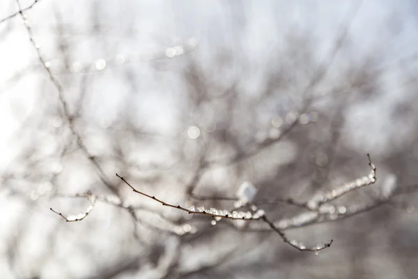 Neige sur les branches des arbres — Photo