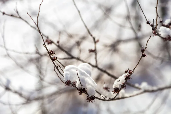 树枝上的雪 — 图库照片