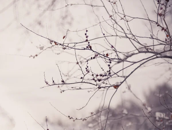 Neve sui rami degli alberi — Foto Stock