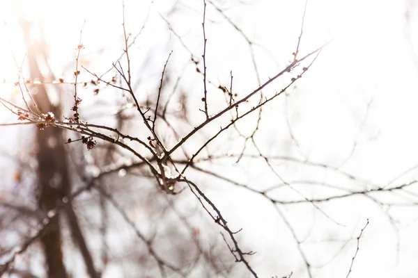 Sneeuw op boomtakken — Stockfoto