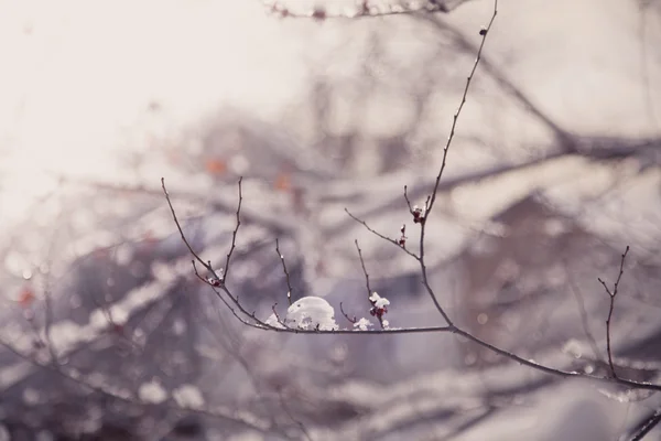 Snö på trädgrenar — Stockfoto