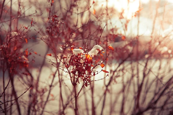 Snow on tree branches — Stock Photo, Image