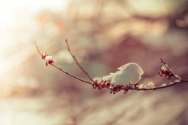 Neve no galho da árvore — Fotografia de Stock