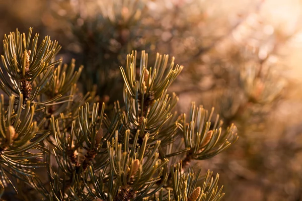 Blauwe pijnboomtakken boom — Stockfoto