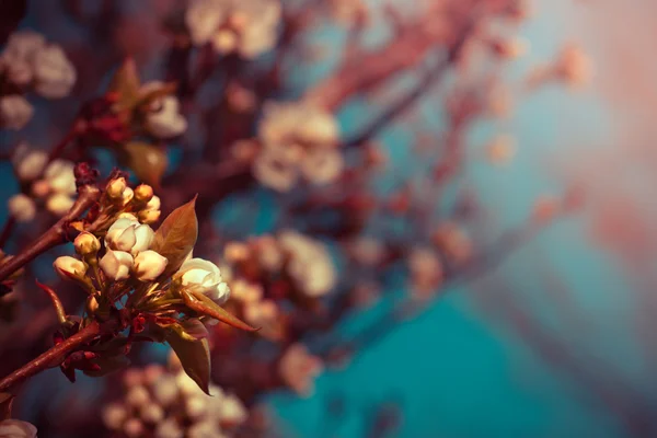 De vertakking van de beslissingsstructuur met bloemen — Stockfoto