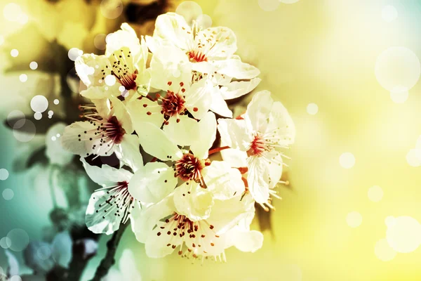Zweig mit Blumen — Stockfoto