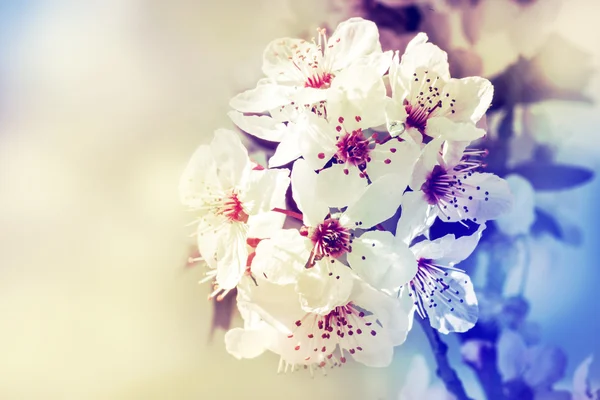 Ramo de árvore com flores — Fotografia de Stock