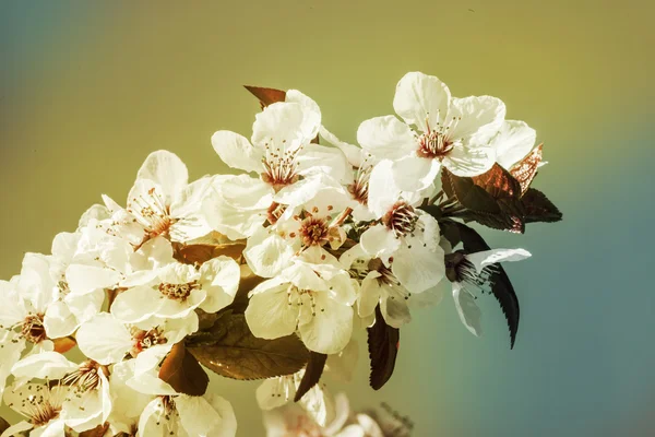 Rama de árbol con flores —  Fotos de Stock