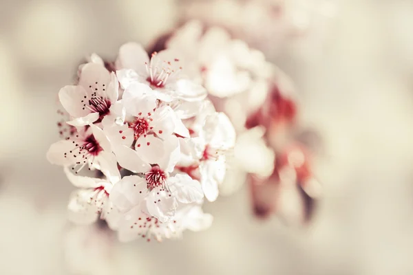 Rama de árbol con flores —  Fotos de Stock