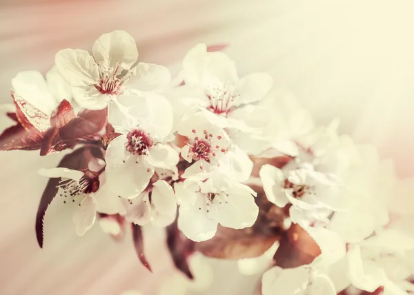 De vertakking van de beslissingsstructuur met bloemen — Stockfoto