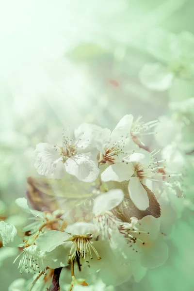 Çiçekli ağaç dalı — Stok fotoğraf