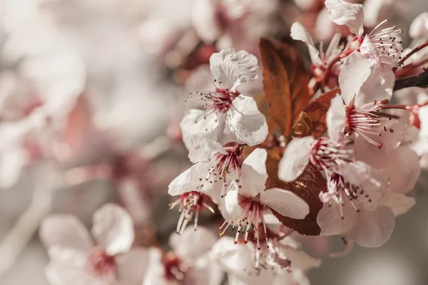 Tree branch with flowers — Stock Photo, Image