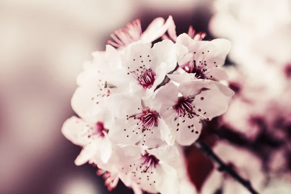 Гілка дерева з квітами — стокове фото