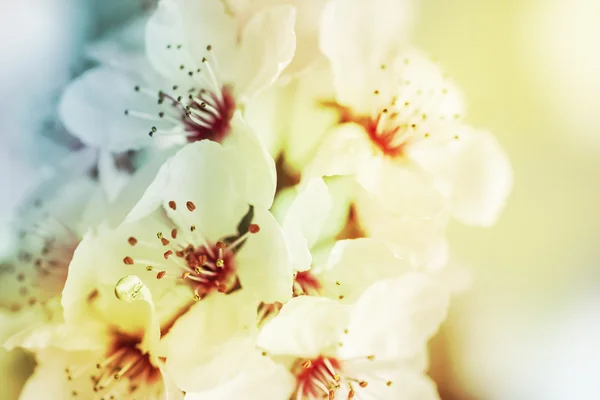 Drzewo gałąź z kwiatami — Zdjęcie stockowe