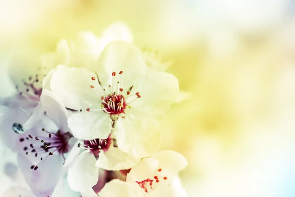 Ramo de árvore com flores — Fotografia de Stock