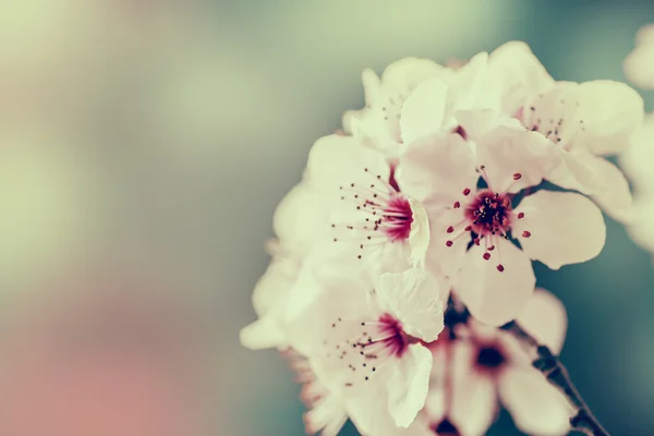 สาขาต้นไม้ที่มีดอกไม้ — ภาพถ่ายสต็อก