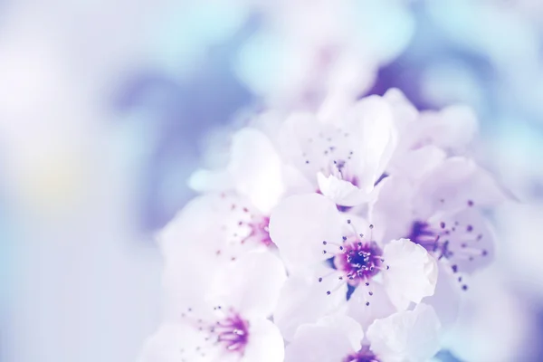 Rama de árbol con flores — Foto de Stock