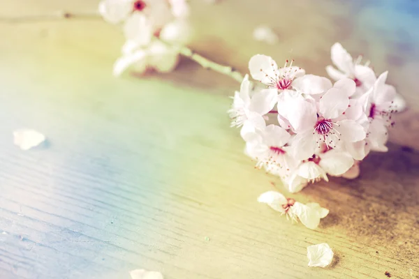 Rama de árbol con flores — Foto de Stock