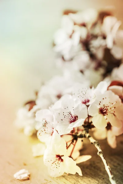 Ramo de árvore com flores — Fotografia de Stock