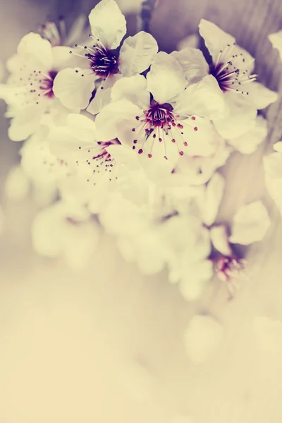 Branche d'arbre avec des fleurs — Photo