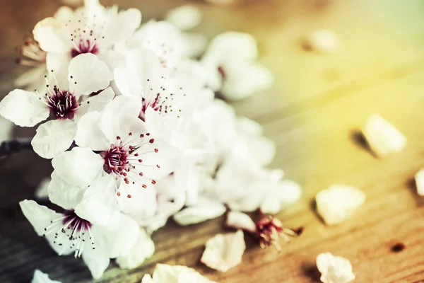 De vertakking van de beslissingsstructuur met bloemen — Stockfoto