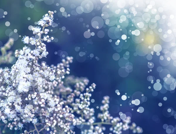 Kleine witte fuzzy bloemen — Stockfoto