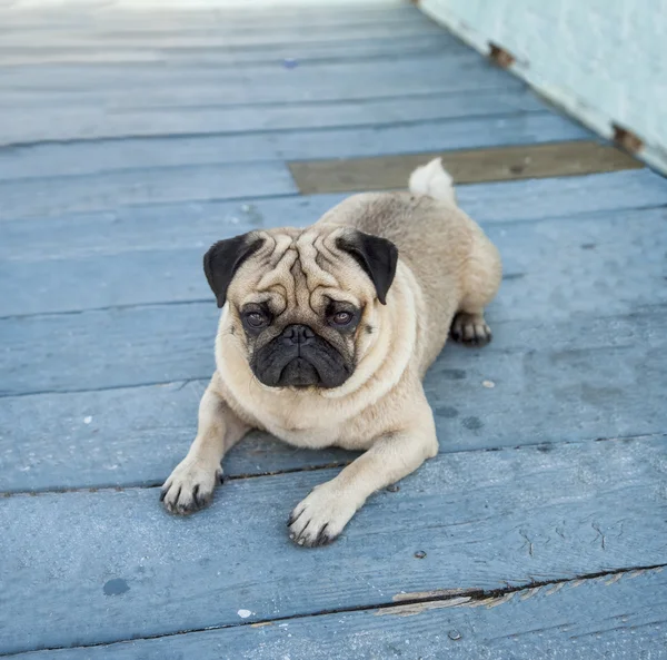 Pug hond liggend op houten vloer — Stockfoto