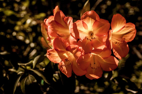 美しいオレンジ色の花 — ストック写真