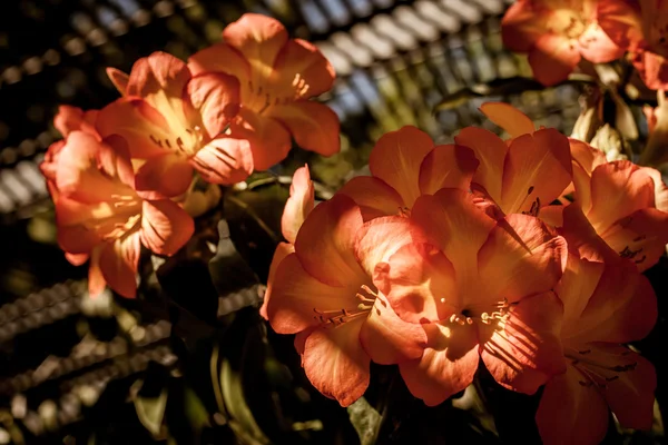 Güzel portakal çiçekleri — Stok fotoğraf