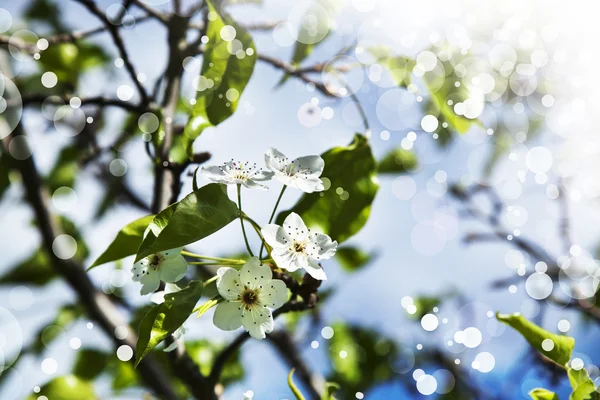 Tree branch with flowers — Stock Photo, Image