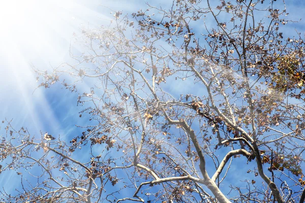 在蓝天前树枝上的太阳横梁和绿叶 — 图库照片