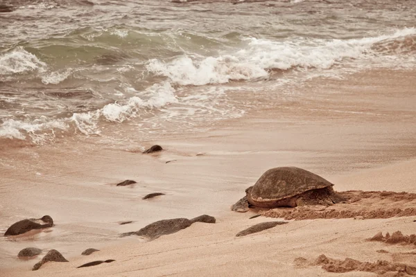 Grüne Schildkröte Entspannt Sich Sandstrand Bei Sonnigem Tag — Stockfoto