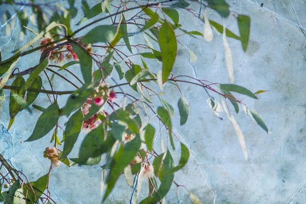 Krásný Melaleuca Citrina Proti Modré Obloze Pozadí — Stock fotografie