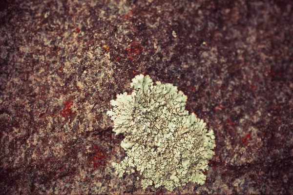 A rock és a repedések a felszíni — Stock Fotó