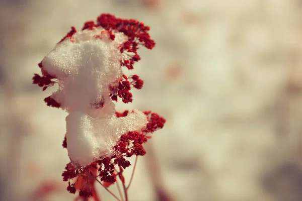Divoký zimní květiny — Stock fotografie