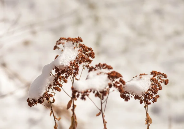 Wild winter flowers — Stock Photo, Image