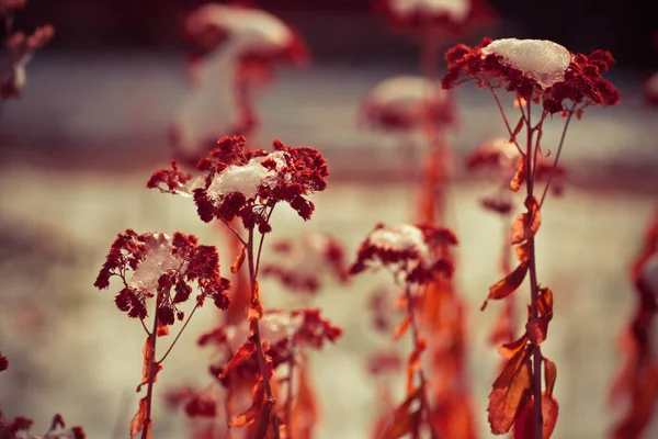 Fiori invernali selvatici — Foto Stock